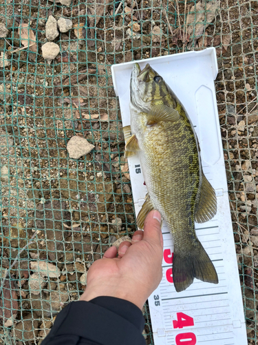 スモールマウスバスの釣果