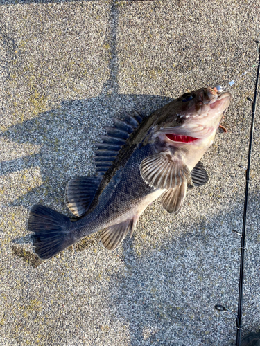 クロソイの釣果