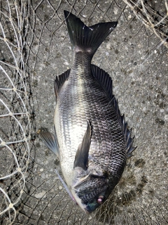 クロダイの釣果