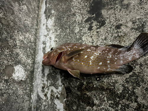 アコウの釣果