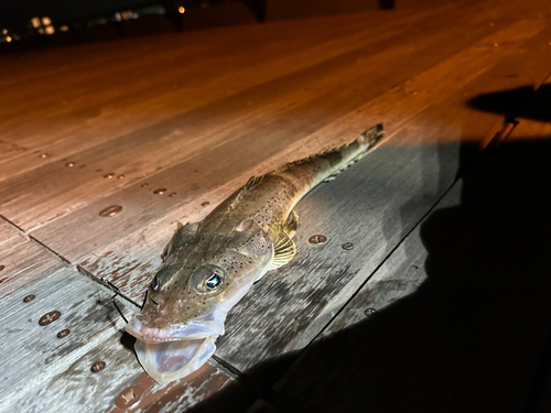 ワニゴチの釣果