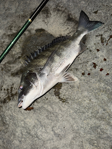 チヌの釣果