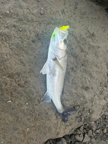 セイゴ（タイリクスズキ）の釣果