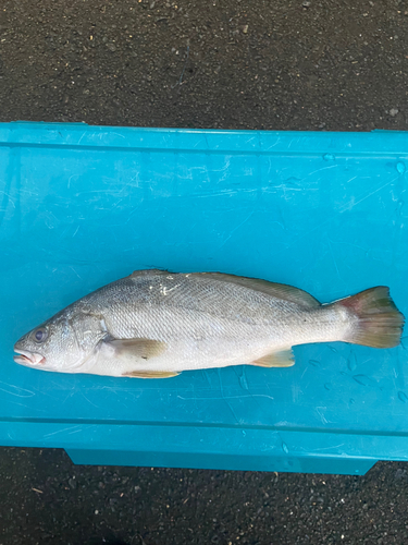 ニベの釣果