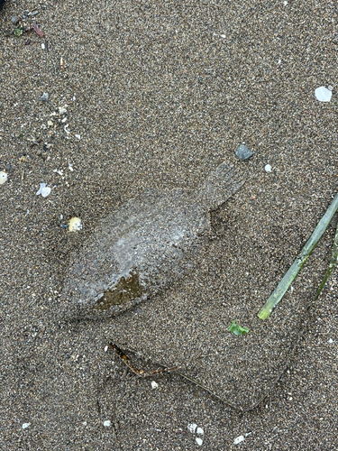 石狩湾新港