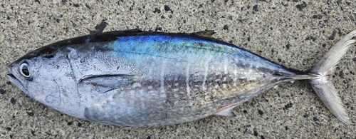 マグロの釣果