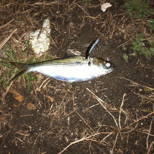 コチの釣果