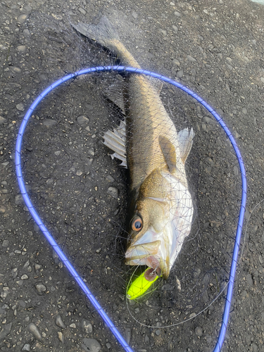 スズキの釣果