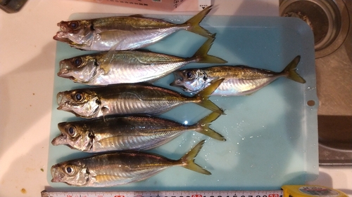 アジの釣果