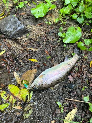 ニジマスの釣果