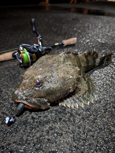 カジカの釣果