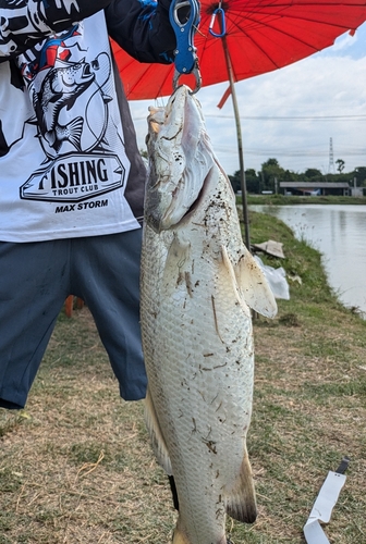 バラマンディの釣果