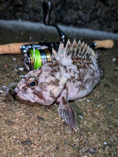 ムラソイの釣果