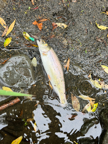 ニジマスの釣果