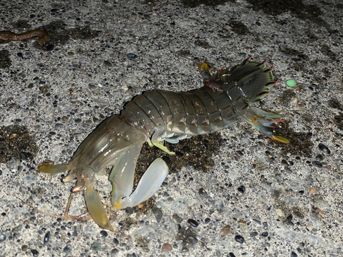 シャコの釣果