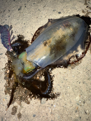 アオリイカの釣果