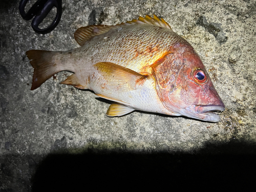 シブダイの釣果