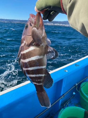 マハタの釣果