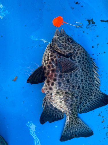 イシガキダイの釣果