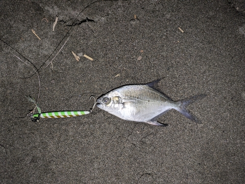 コバンアジの釣果