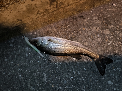 セイゴ（マルスズキ）の釣果