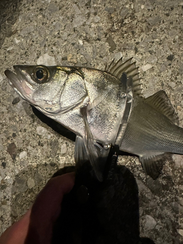 セイゴ（ヒラスズキ）の釣果