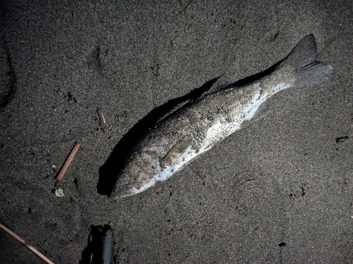 フッコ（マルスズキ）の釣果