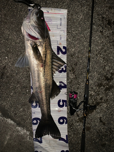 シーバスの釣果