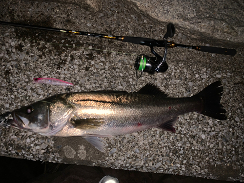 シーバスの釣果