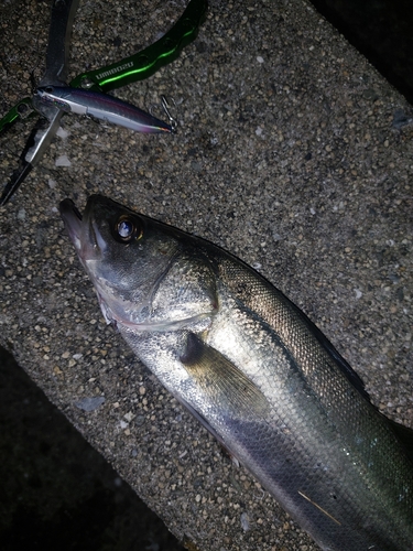 セイゴ（マルスズキ）の釣果