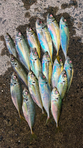 アジの釣果