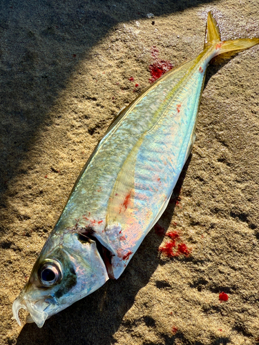 アオアジの釣果