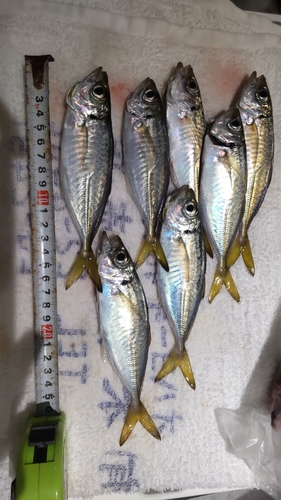 アジの釣果