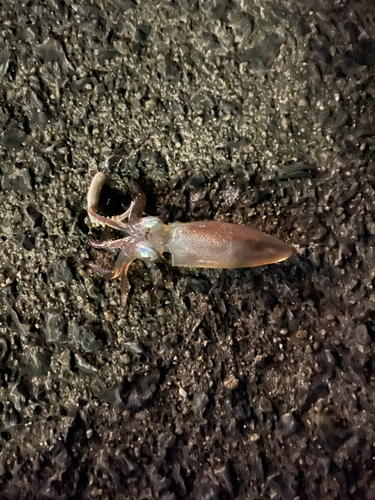 ヒイカの釣果