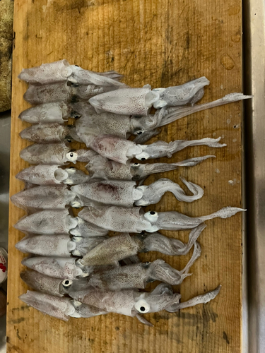 ヒイカの釣果