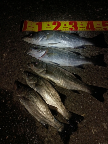 セイゴ（ヒラスズキ）の釣果