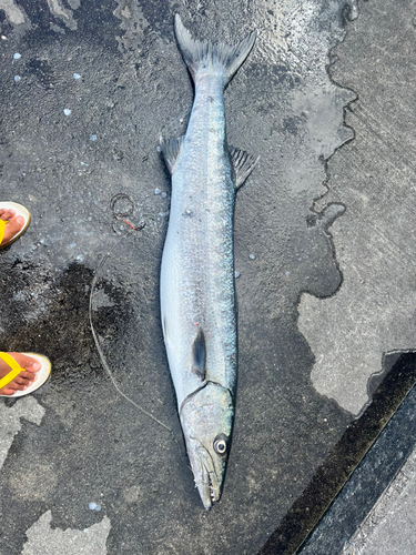 オニカマスの釣果