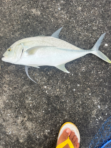 オニヒラアジの釣果