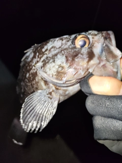 クロソイの釣果