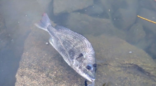 キビレの釣果