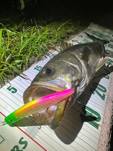 シーバスの釣果