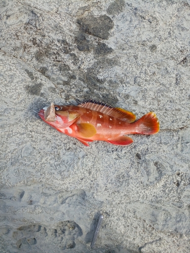 アカハタの釣果