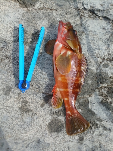 アカハタの釣果