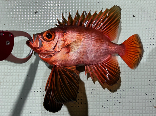 チカメキントキの釣果