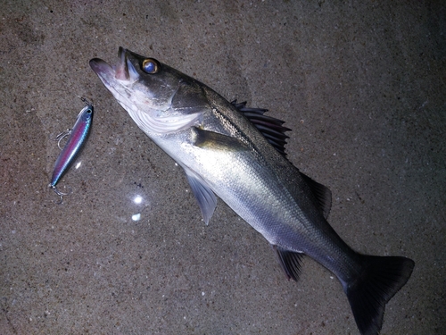 セイゴ（マルスズキ）の釣果