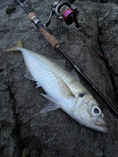 マアジの釣果