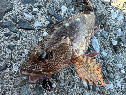 アラカブの釣果