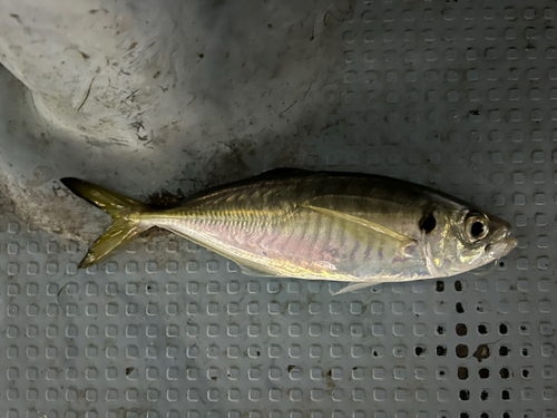 マアジの釣果