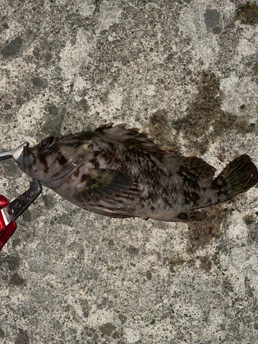 ムラソイの釣果