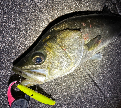 シーバスの釣果